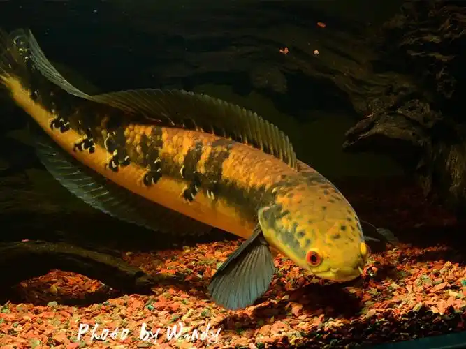 雷龙鱼黑魔神现货包邮各流域合集大型鱼淡水鱼观赏鱼凶猛鱼热带鱼