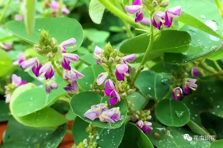 广东金钱草(豆科 山蚂蝗属 )