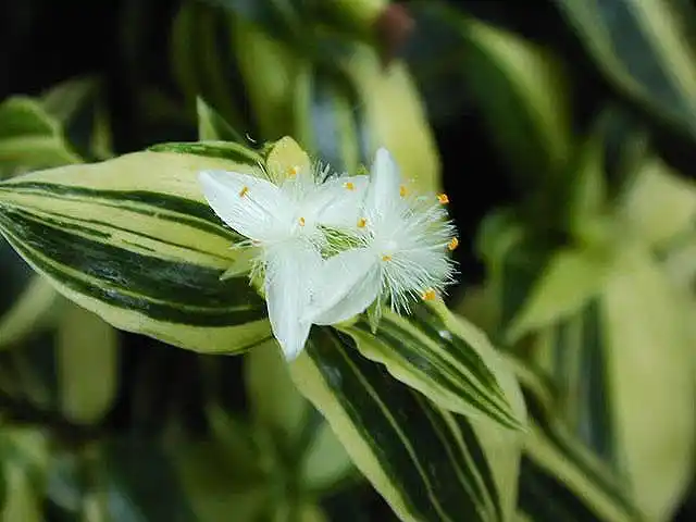 [分享]白花什锦丁香资料免费下载