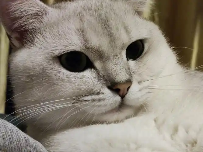 喜欢的爱猫人士99可以私信.坐标武汉江岸.#英短银渐层