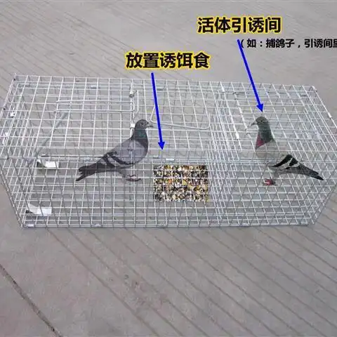 捕鸽子笼抓鸽子神器天落笼外自动诱鸽笼折叠只进不出逮鸽子神器 大号