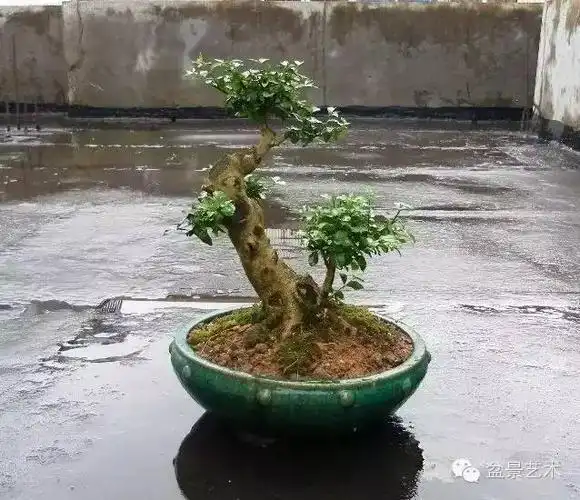 盆景制作刺冬青盆景的制作与管理