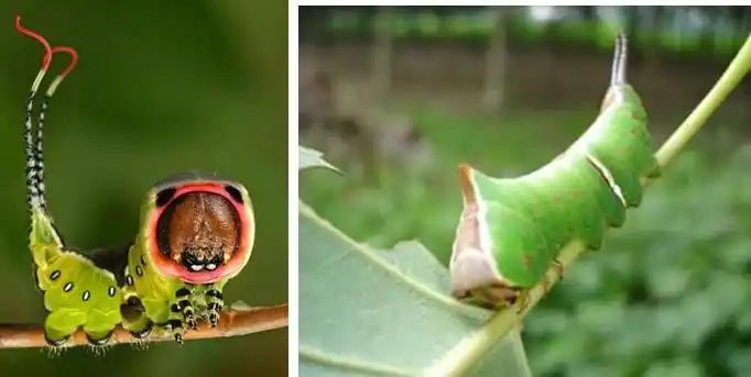 杨二尾舟蛾的幼虫 中文名:杨二尾舟蛾 学名:cerura menciana&