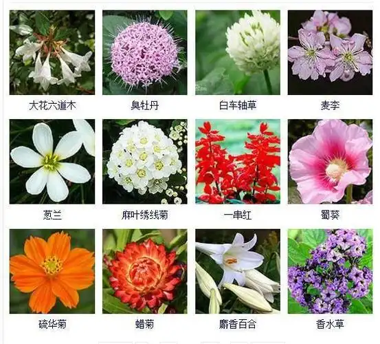 花友们都想拥有的432种常见花名大全可以自己打造一个花园