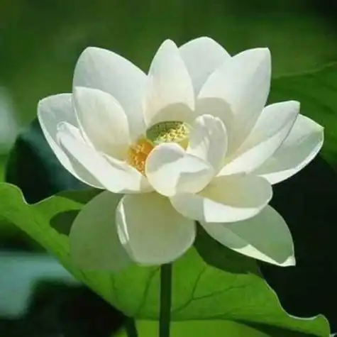 老年微信头像花 - 搜狗图片搜索