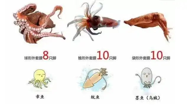 厦门贡鱿鱼张云雷带你走近非遗