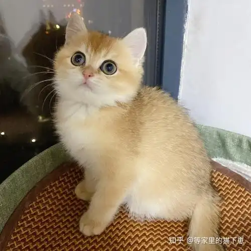 金渐层弟弟妹妹找新家