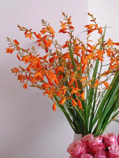 季节花材火焰兰太好看啦