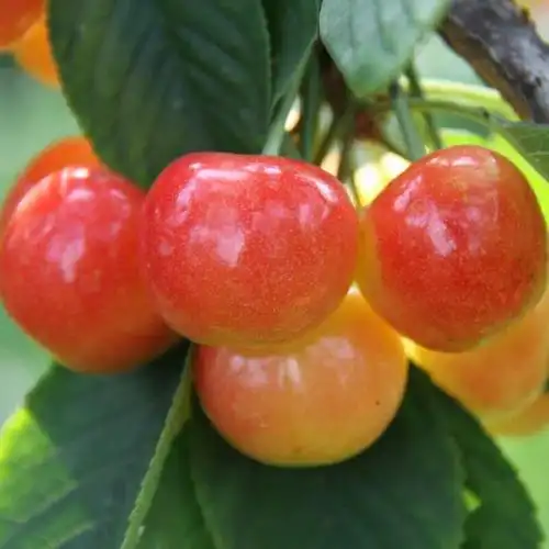 露天大连大樱桃现摘佳红-自家果园-孕妇新鲜水果-雷尼(5斤包邮