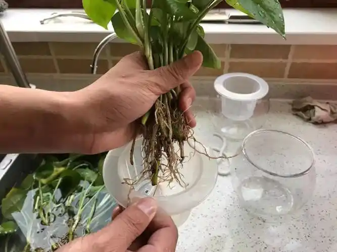 水培绿萝这样养,不仅不黄叶,还能常年绿油油!_营养液