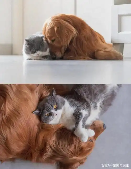 以前养人们养宠物第一时间想到的都是狗狗,狗狗又跟人互动很多,养狗狗