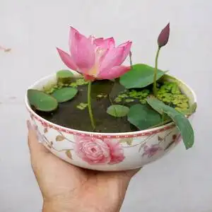 盆栽花卉周劲松小型水培开花碗莲成品苗鱼缸水生莲花四季植物睡莲