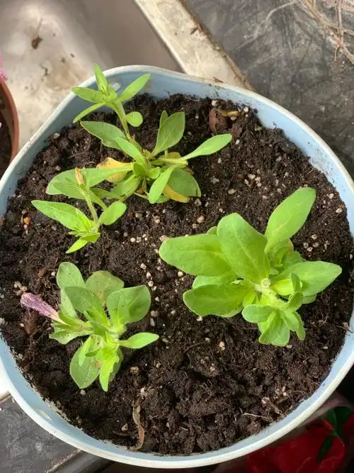 矮牵牛种植记录