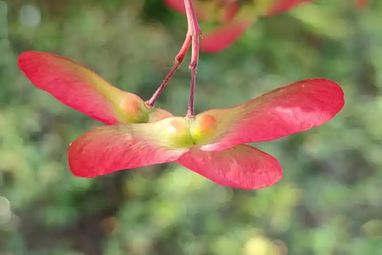 鸡爪槭的果实 - 摄影师jiejie2021 - 图虫