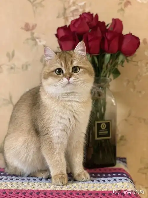 昨天刚买了一只金渐层公的,我想问这个品相值8000吗?