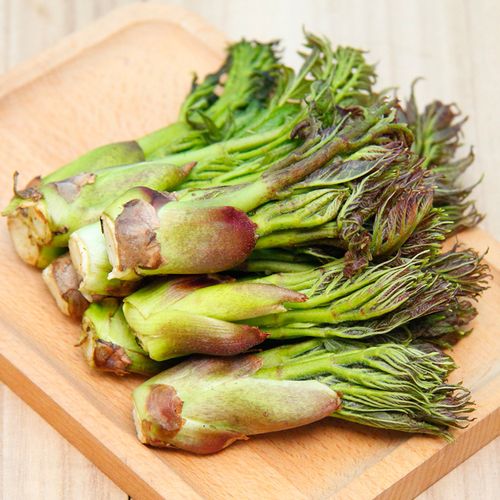 东北新鲜嫩芽顺丰包邮无根特产山野菜刺老刺龙其它