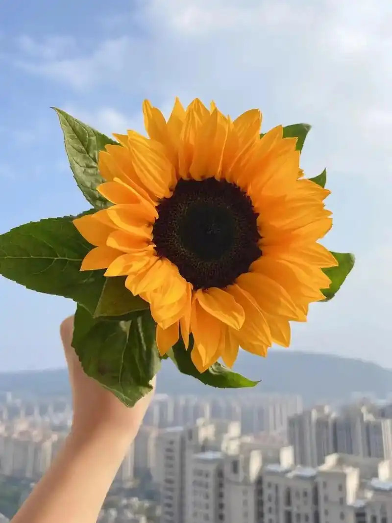 向日葵代表着阳光,热情和希望.它象征着积极向上的 - 抖音