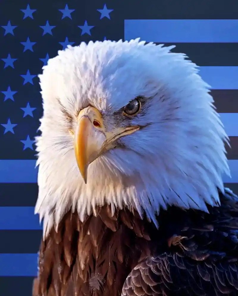 "力量,勇气,自由与不朽!07"#摄影 #白头海雕 - 抖音