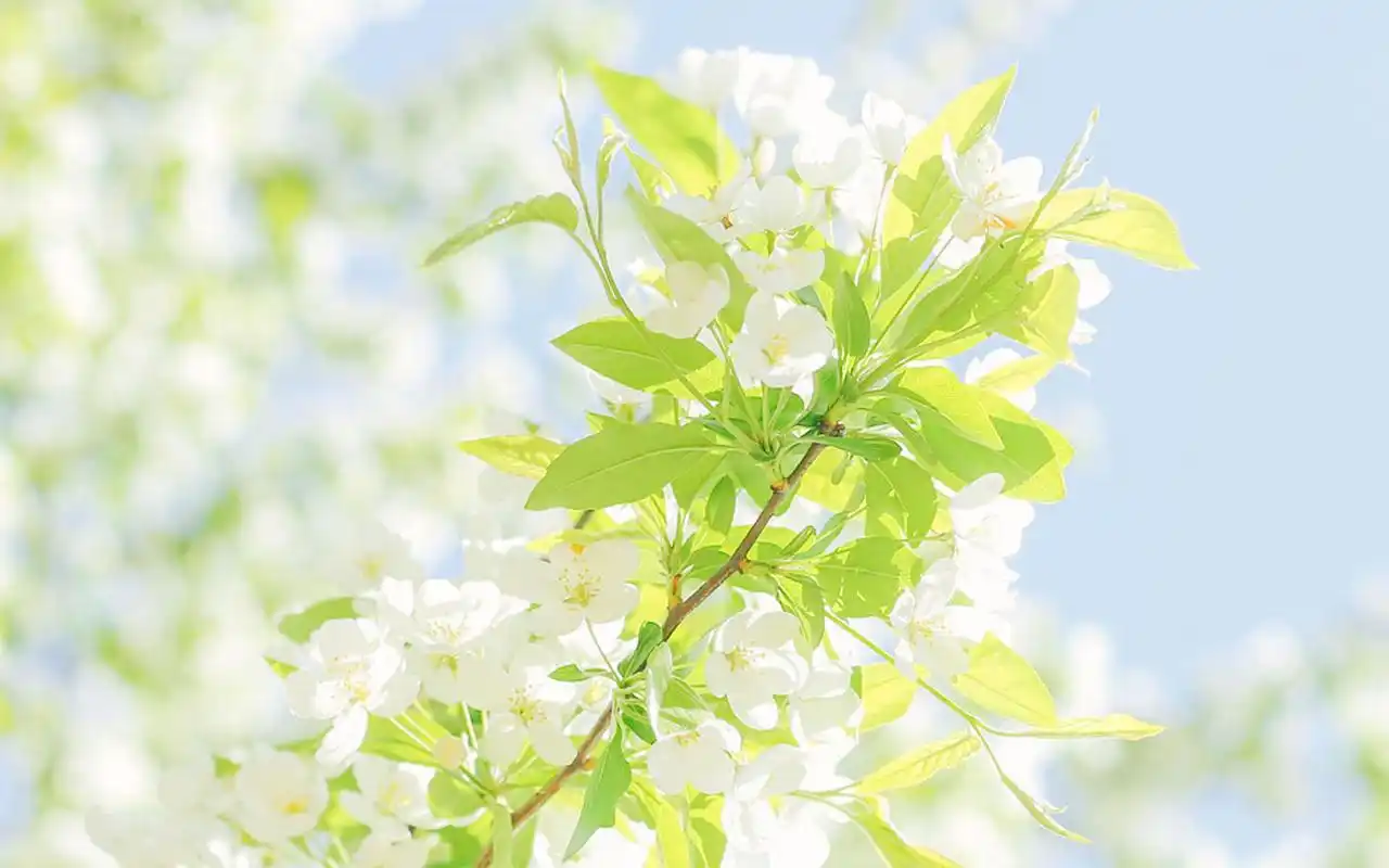 小清新唯美花卉高清图片桌面壁纸-植物壁纸-手机壁纸下载-美桌网