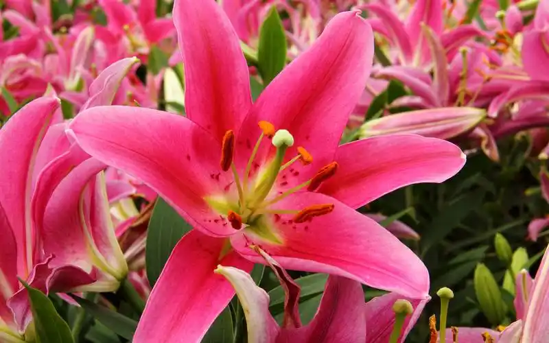 百合花花海风情