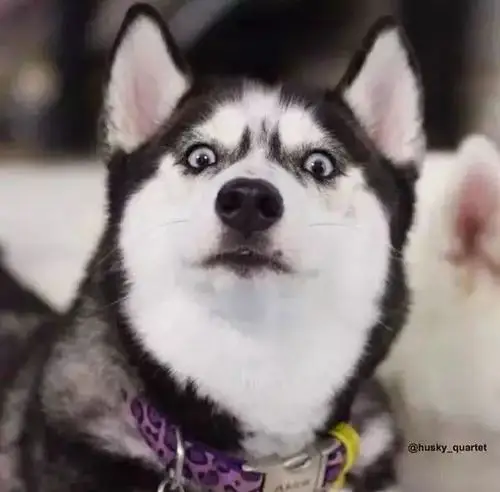 tcogoeva却拍到了很多哈士奇小时候的样子,毛茸茸的,吐出粉色的小舌头