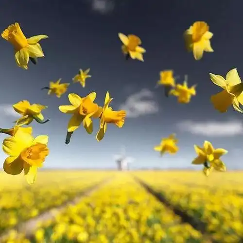 下午好头像丨微信最吉利的好看头像唯美图片