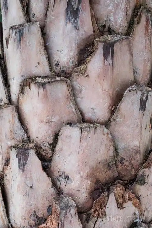 棕榈树树皮的纹理