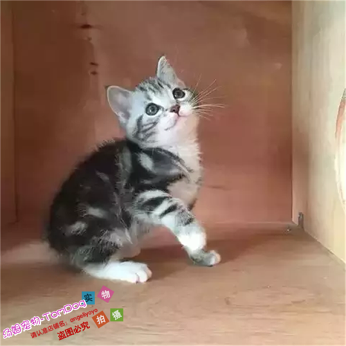 美国短毛猫宠物猫咪纯种美短加白起司立耳折耳活体幼猫公猫小猫e