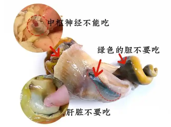 海螺高钙高蛋白,吃了好处多,但切记"1吃3不吃",吃对才营养