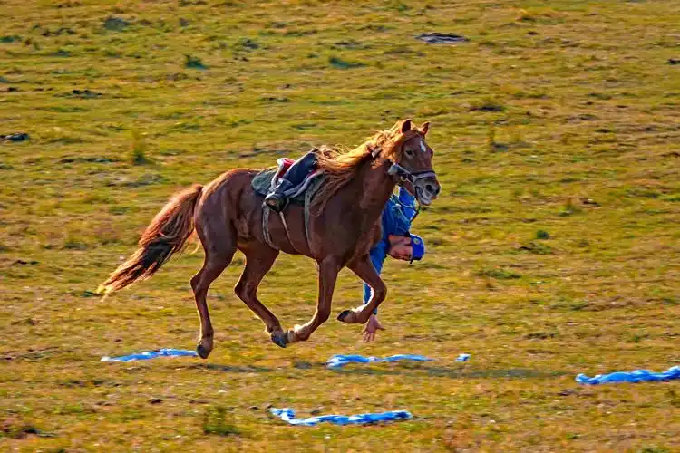 《坝上骏马奔驰》