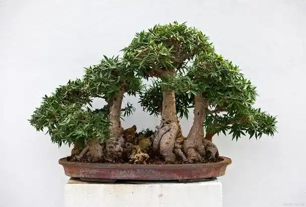 赤楠盆景养护大揭秘,让你的绿植焕发生机!