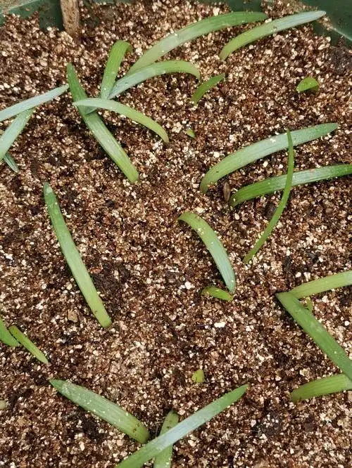 杂交朱顶红发芽了