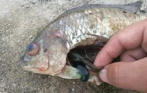 近期各类鱼都高发肝胆疾病试试这么处理简单有效