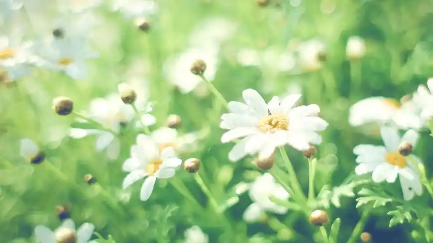 夏日小清新植物图片电脑桌面壁纸