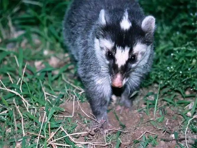 鼬獾是鼬科,鼬獾属的动物,主要分布在我国,印度及一些东南亚国家里面.