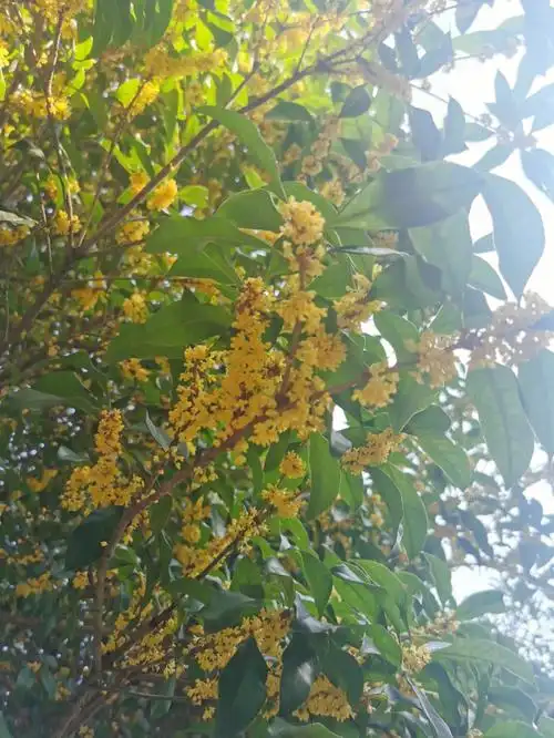 这款香味非常贴近真的桂花香,还有一丝丝桂花叶子的气味,气味能够持续