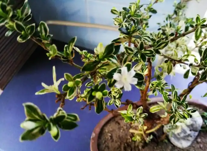 六月雪,故名思义应六月开花.乔本植物,花白色,花期短,怕湿要落. .