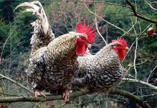 它是我国土生土长的土鸡品种,从外观来看就与普通的土鸡很不一样.