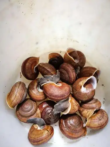 山蜗牛