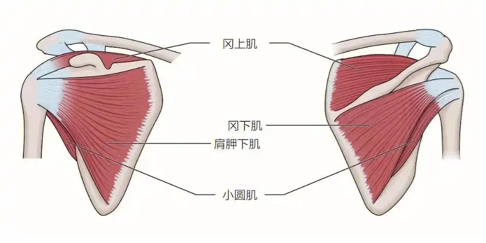 运动康复肩袖损伤