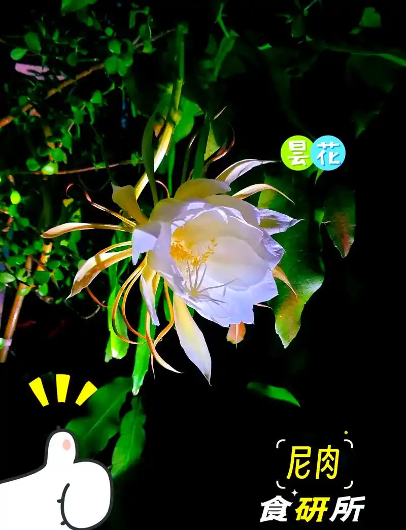 98昙花冰糖饮: 将昙花洗净切细,与冰糖一同炖煮,加清