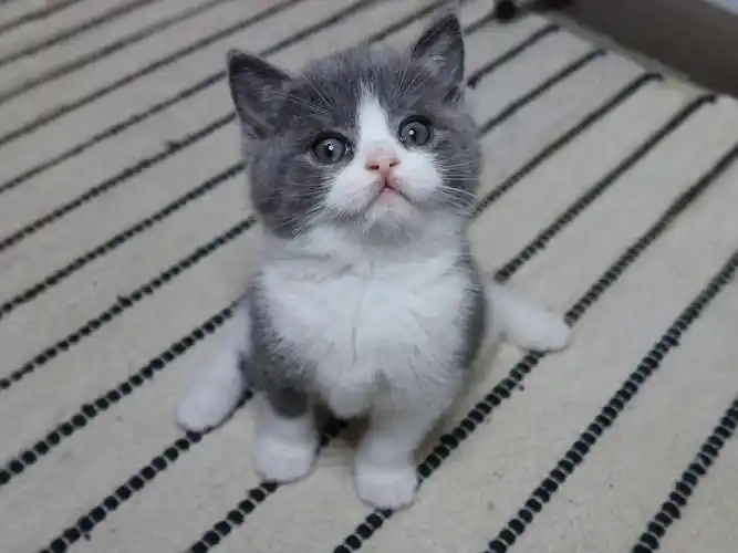 云家英短蓝白妹妹