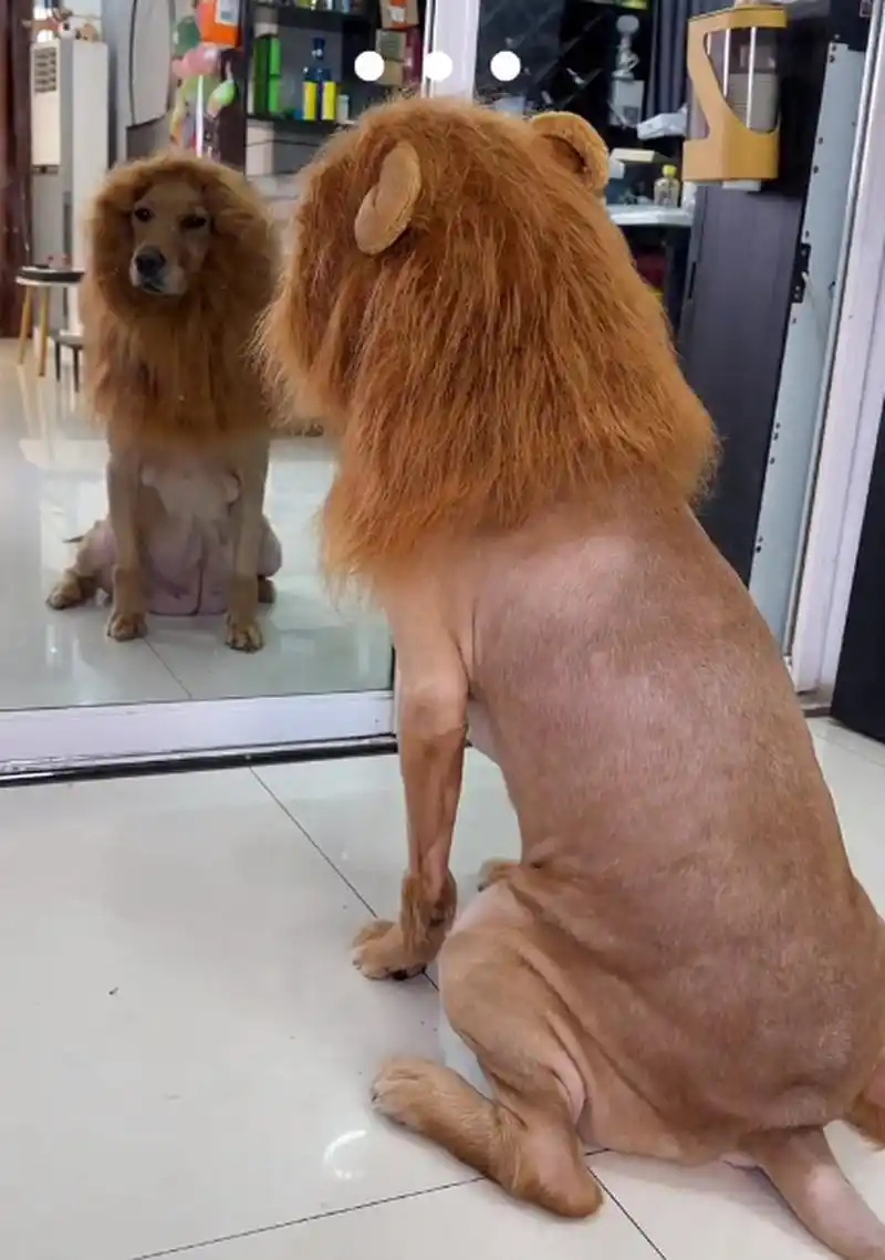 谁能拒绝一只金毛狮王