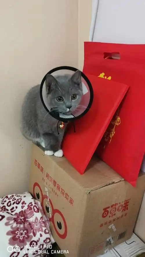 宁波英短蓝白白手套发出约炮的请求