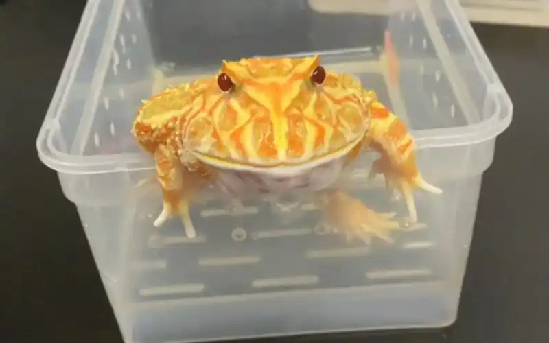 南瓜角蛙-小米# 吃着盒里的,惦记着盒外的.你可真行呀!