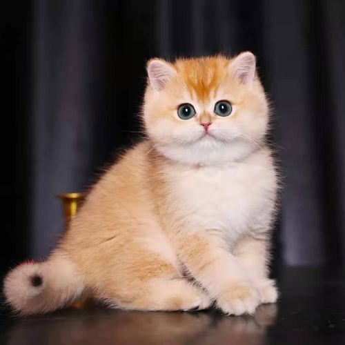 纯种金渐层幼猫活体ny25ny11ny12英短猫幼崽渐层银点家养宠物猫咪