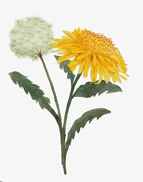 中国风手绘蒲公英png免扣