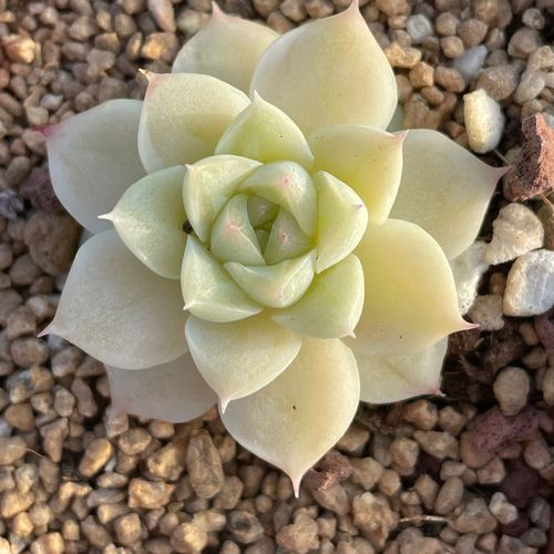 山头林村韩版进口正版麦秆多肉植物盆栽办公室内阳台稀有贵货精品肉肉