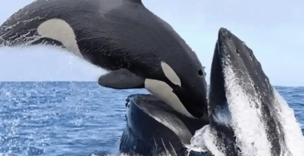 如果虎鲸要打的对手不是大白鲨,而是一只长 2.26m 至 3.