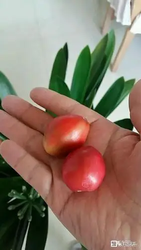 1,摘果子,去皮处理二,君子兰长出成熟果子以后,可以播种繁殖君子兰是